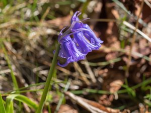 Hyacinthoides hispanica - Spanish Bluebell - spansk klockhyacint