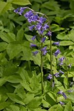 Hyacinthoides non-scripta - Bluebell - engelsk klockhyacint