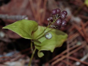 Maianthemum bifolium - May Lily - ekorrbär