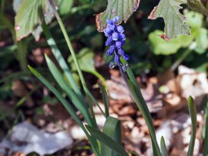 Muscari armeniacum - Grape-hyacinth - armenisk pärlhyacint