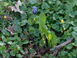 Muscari latifolium - Broad-leaved Grape-hyacinth - bredbladig pärlhyacint