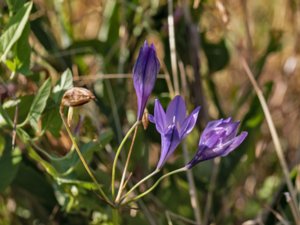 Triteleia laxa - Triplet Lily - blå bukettlilja