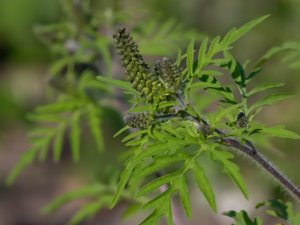 Ambrosia artemisiifolia - Ragweed - malörtsambrosia