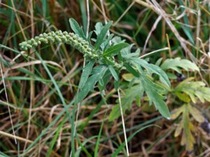 Ambrosia psilostachya - Perennial Ragweed - sträv ambrosia