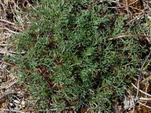 Artemisia campestris - Field Wormwood - fältmalört
