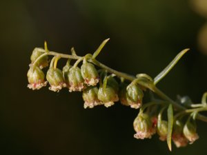 Artemisia dracunculus - Tarragon - dragon