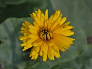 Calendula officinalis - Pot Marigold - ringblomma