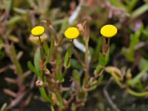 Cotula coronopifolia - Buttonweed - kotula