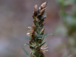 Gnaphalium sylvaticum - Heath Cudweed - skogsnoppa