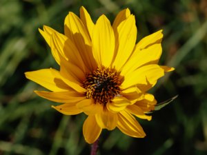 Helianthus pauciflorus - Stiff Sunflower - höstsolros
