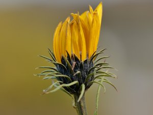 Helianthus salicifolius - Willowleaf Sunflower - skobandssolros