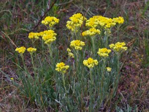 Helichrysum arenarium - Dwarf Everlast - hedblomster