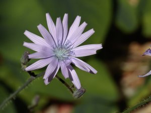 Lactuca macrophylla - Common Blue-sow-thistle - parksallat
