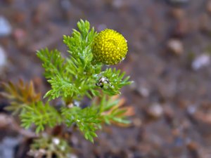 Matricaria discoidea - Pineappleweed - gatkamomill