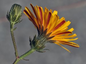 Picris hieracioides - Hawkweed Oxtongue - bitterfibbla