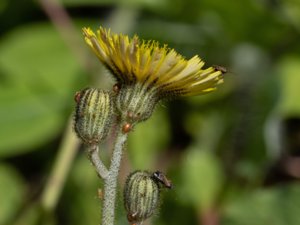 Pilosella flagellaris - Shetland Mouse-ear-hawkweed - gisselfibbla