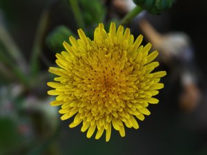 Sonchus asper - Prickly Sow-thistle - svinmolke