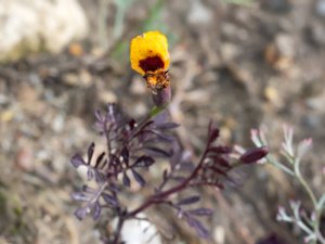 Tagetes tenuifolia - Signet Marigold - litet sammetsblomster