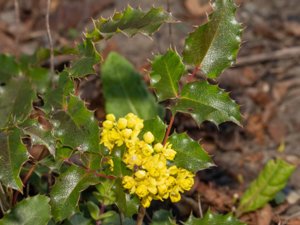 Mahonia aquifolium - Oregon-grape - mahonia