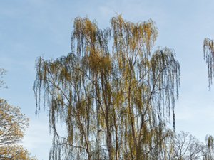 Betula pendula - Silver Birch - vårtbjörk