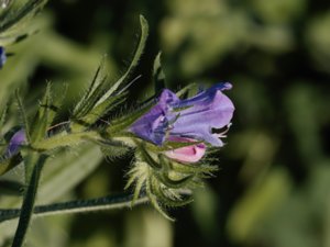 Echium plantagineum - Purple Viper's-bugloss - blå snokört