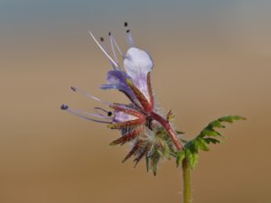Phacelia tanacetifolia - Scorpion Weed - honungsfacelia