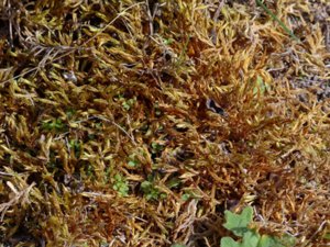 Homalothecium sericeum - Silky Wall Feather-moss - guldlockmossa