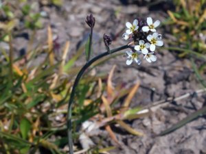 Arabidopsis thaliana - Thale Cress - backtrav