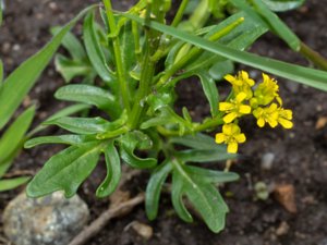 Barbarea intermedia - Medium-flowered Winter-cress - mellangyllen