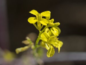 Brassica nigra - Black Mustard - svartsenap