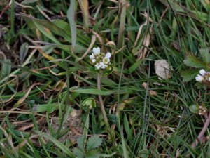 Cochlearia danica - Danish Scurvygrass - dansk skörbjuggsört