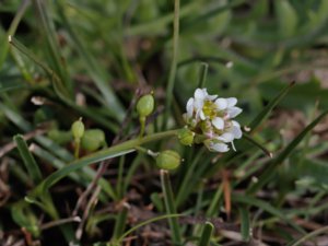 Cochlearia officinalis - Common Scurvygrass - skörbjuggsört