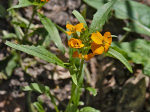 Erysimum cheiri - Wallflower - gyllenlack