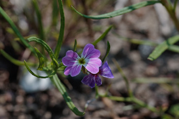 Brassicaceae - korsblommiga växter