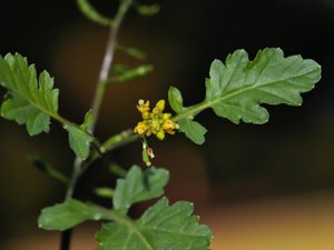 Rorippa palustris - Marsh Yellow-cress - sumpfräne