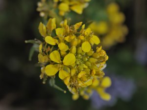 Sinapis alba - White Mustard - vitsenap
