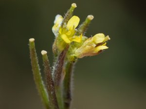 Sisymbrium officinale - Hedge Mustard - vägsenap