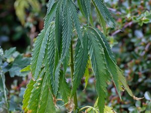 Cannabis sativa - Hemp - hampa
