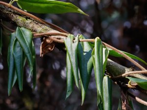 Lonicera acuminata - Henry's Honeysuckle - vintertry