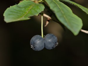 Lonicera nigra - Black-berried Honeysuckle - svarttry
