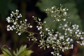 Valeriana officinalis - Common Valerian - läkevänderot