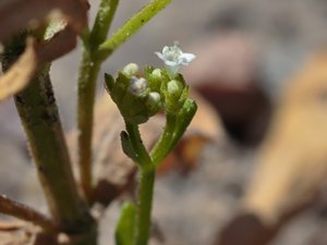Valerianella dentata - Narrow-fruited Cornsalad - sommarklynne