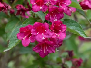 Weigela florida - Weigelia - rosenprakttry