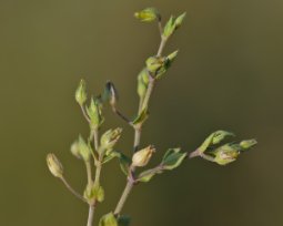 Arenaria leptoclados - Slender Sandwort - spädnarv
