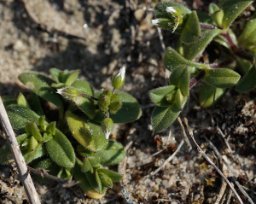 Cerastium fontanum - Common Mouse-ear - hönsarv