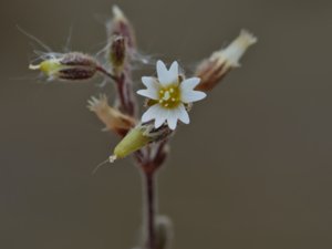 Cerastium pumilum - Dwarf Mouse-ear - alvararv