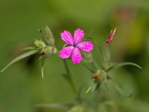 Dianthus armeria - Deptford Pink - knippnejlika