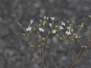 Gypsophila repens - Alpine Gypsophila - hängslöja