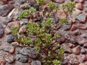 Polycarpon tetraphyllum - Four-leaved Allseed - tusenfrö