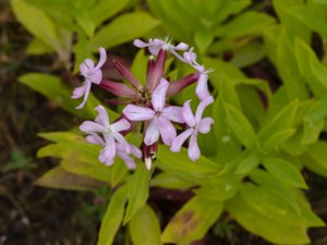 Saponaria officinalis - Common Soapwort- såpnejlika